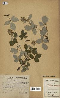 spécimen de Rubus tomentosus x ulmifolius