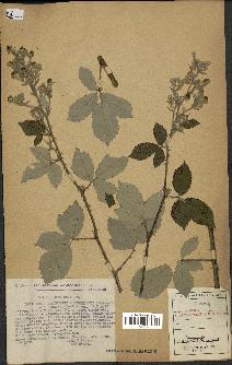 spécimen de Rubus tomentosus x ulmifolius