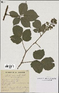 spécimen de Rubus macrostachys