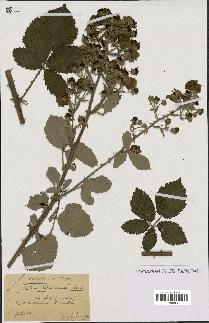 spécimen de Rubus linkianus