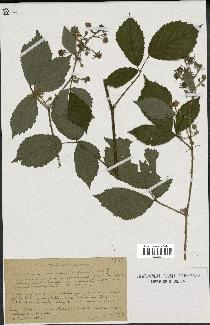 spécimen de Rubus fuscus