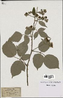 spécimen de Rubus cuspidiferus