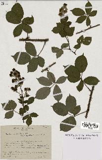 spécimen de Rubus argenteus