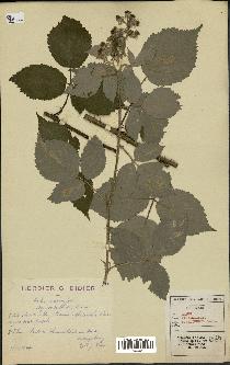 spécimen de Rubus micans