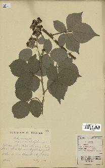 spécimen de Rubus micans