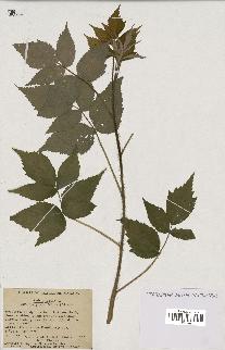 spécimen de Rubus idaeus