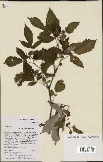 spécimen de Rubus idaeus