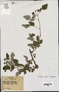spécimen de Rubus leucodermis