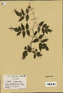 spécimen de Rubus rosaefolius