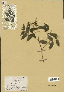 spécimen de Rubus rosaefolius