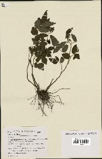 spécimen de Rubus rosaefolius