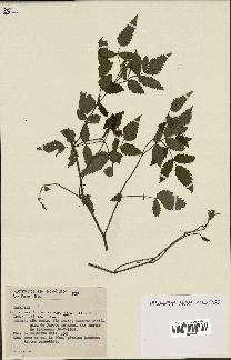 spécimen de Rubus rosaefolius