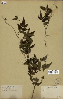 spécimen de Rubus rosaefolius