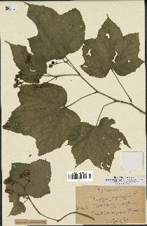 spécimen de Rubus odoratus