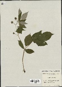 spécimen de Rubus strigosus