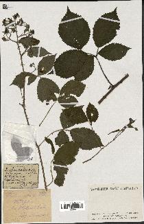 spécimen de Rubus rudis