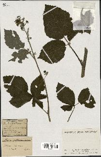 spécimen de Rubus pallidus