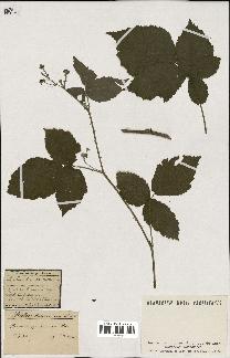 spécimen de Rubus dumetorum