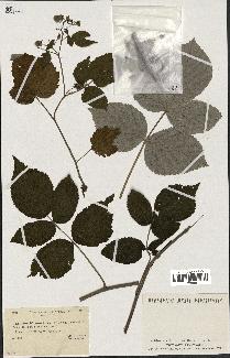 spécimen de Rubus idaeus