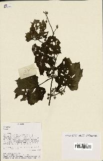 spécimen de Rubus sp.