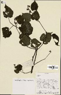 spécimen de Rubus sp.