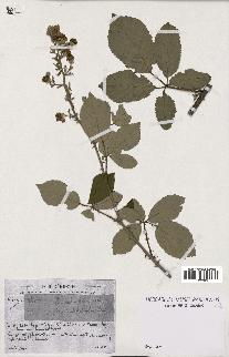 spécimen de Rubus ulmifolius