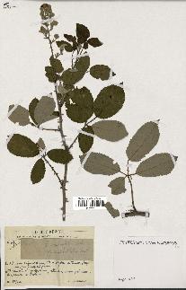 spécimen de Rubus ulmifolius