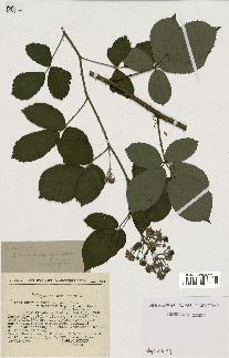 spécimen de Rubus radula