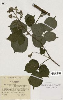 spécimen de Rubus radula