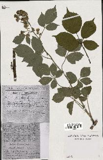 spécimen de Rubus radula