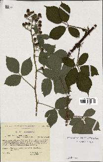 spécimen de Rubus radula