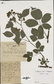 spécimen de Rubus radula