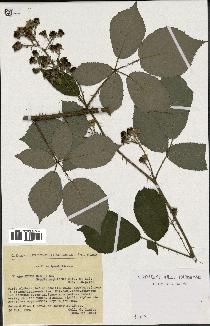 spécimen de Rubus radula