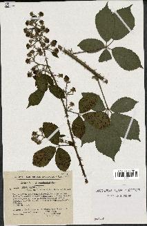 spécimen de Rubus radula