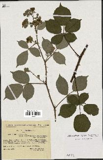 spécimen de Rubus radula