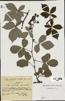 spécimen de Rubus radula