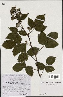 spécimen de Rubus radula