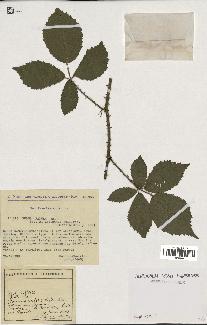 spécimen de Rubus radula