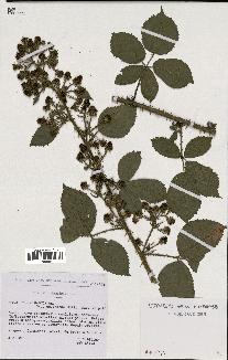 spécimen de Rubus radula