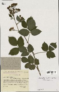 spécimen de Rubus radula