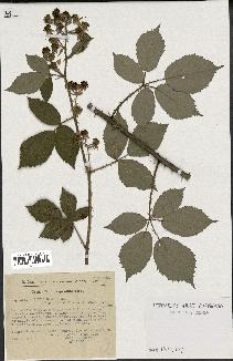 spécimen de Rubus radula