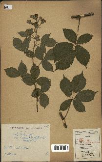 spécimen de Rubus koehleri