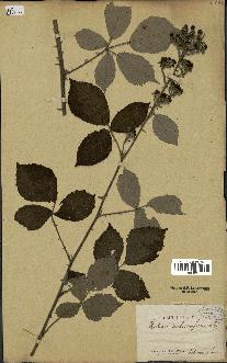 spécimen de Rubus vulnerificus