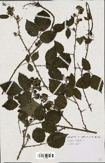 spécimen de Rubus horridus