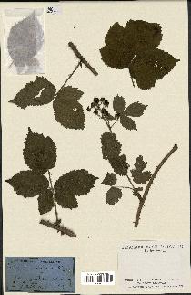 spécimen de Rubus nemorosus