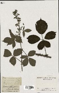 spécimen de Rubus carpinifolius