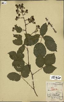 spécimen de Rubus lejeunei