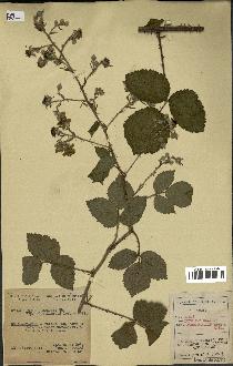 spécimen de Rubus lejeunei