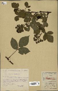 spécimen de Rubus lejeunei