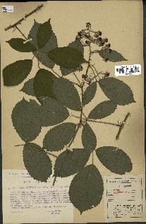 spécimen de Rubus lejeunei